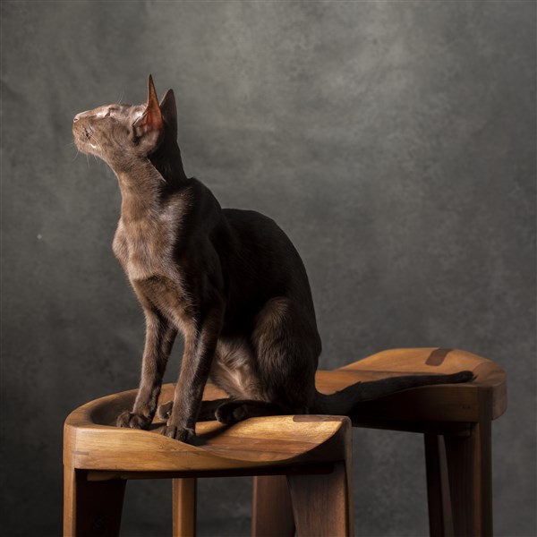 Walnut carved 45 (8) Minimalistička drvena hoklica Hikari Terca sa ručno izdubljenim ergonomskim sedištem od parenog oraha