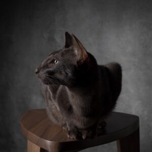 Orijentalna mačka na jednom od dva ručno rađena stolčića različitih visina iz Takai seta, izrađen od masivnog oraha, prikazan na tamnoj drvenoj podlozi.