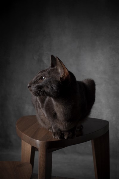 Takai walnut set tables (8) Orijentalna mačka na jednom od dva ručno rađena stolčića različitih visina iz Takai seta, izrađen od masivnog oraha, prikazan na tamnoj drvenoj podlozi.