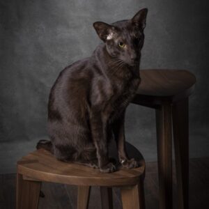 Orijentalna mačka na dva ručno rađena stolčića različitih visina iz Takai seta, izrađenih od masivnog oraha, prikazani na tamnoj drvenoj podlozi.