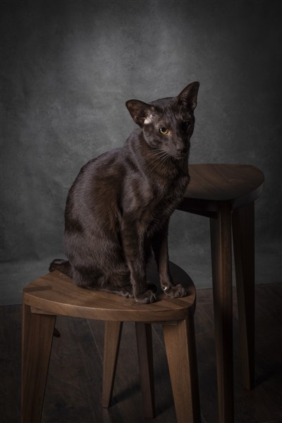 Takai walnut set tables (9) Orijentalna mačka na dva ručno rađena stolčića različitih visina iz Takai seta, izrađenih od masivnog oraha, prikazani na tamnoj drvenoj podlozi.